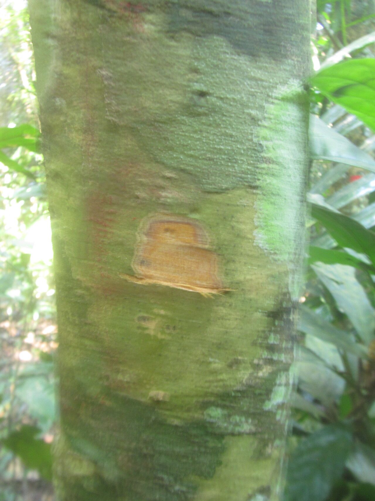 Drypetes cinnabarina — houseplant care guide