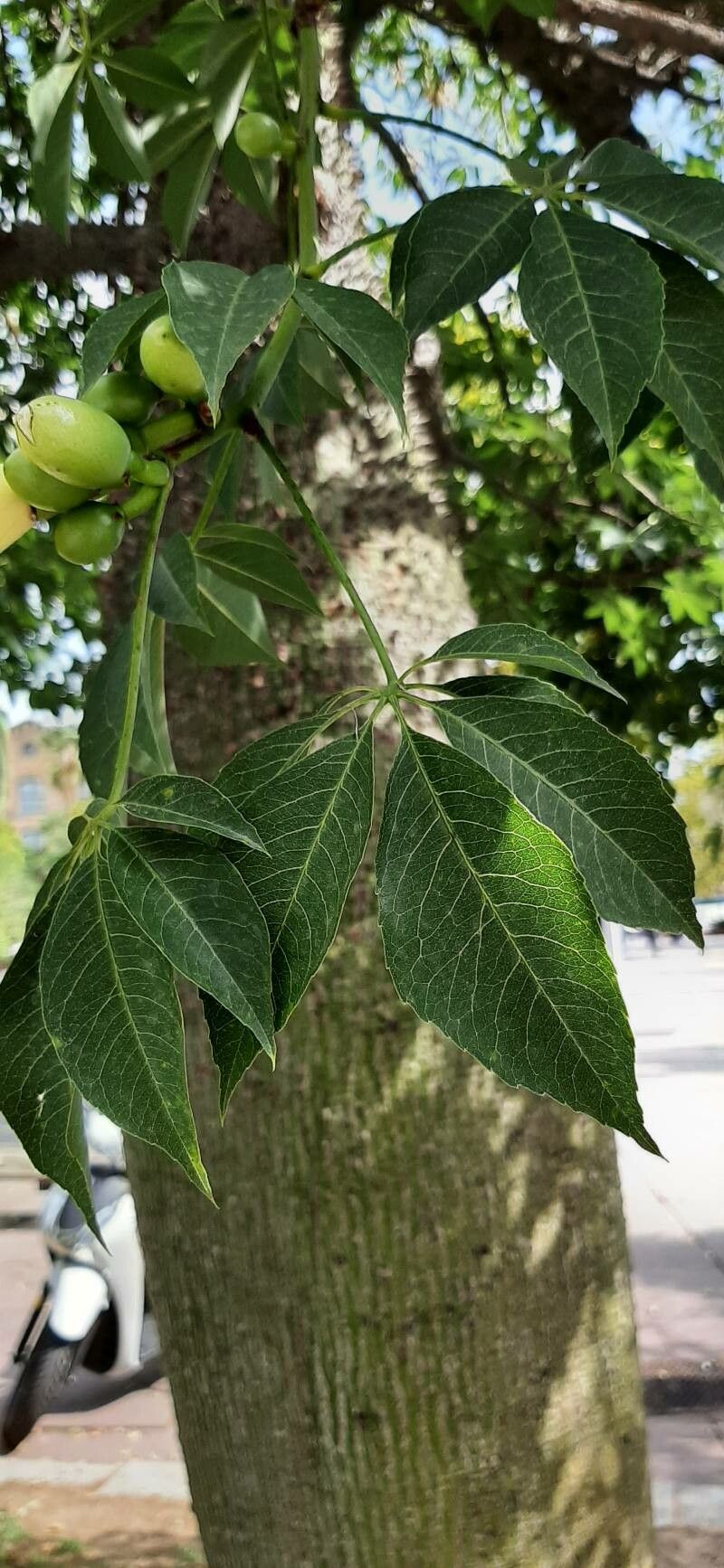 Ceiba chodatii — related species from the same genus