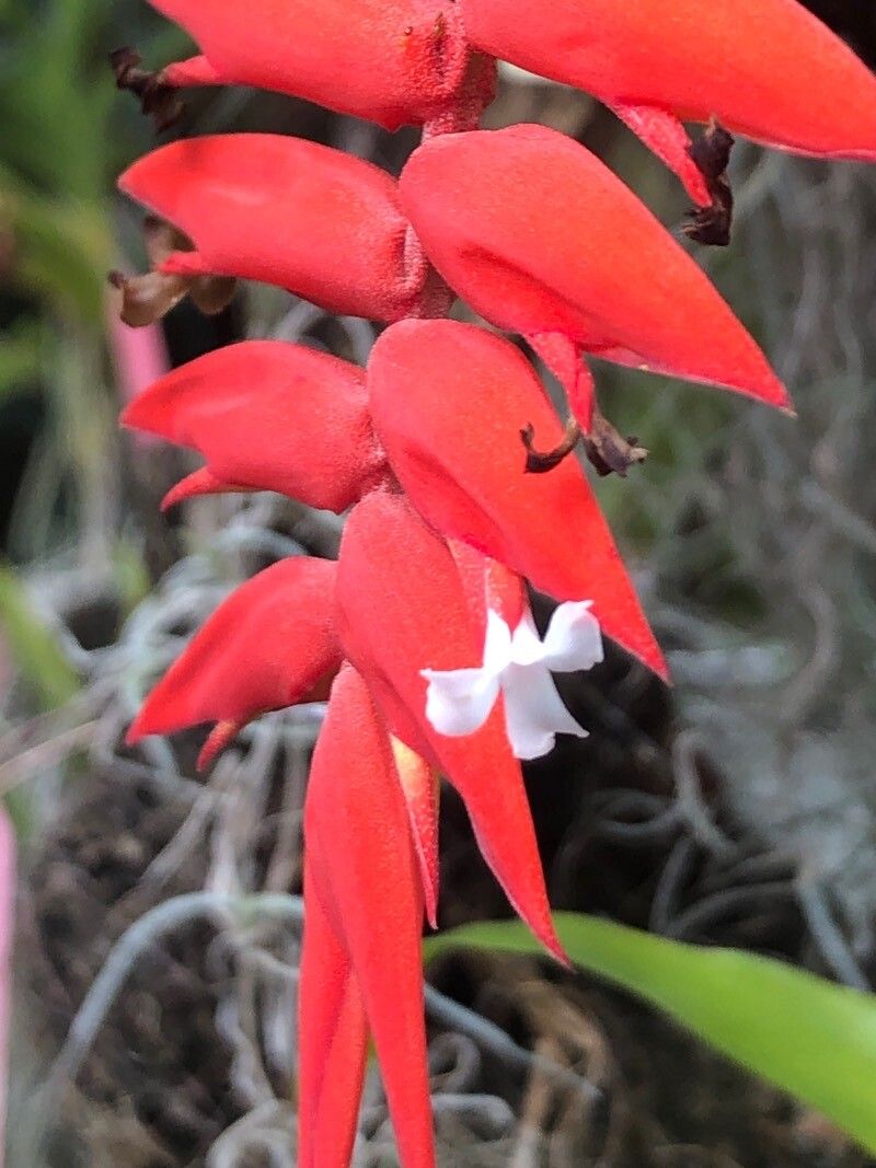 Racinaea dyeriana flower