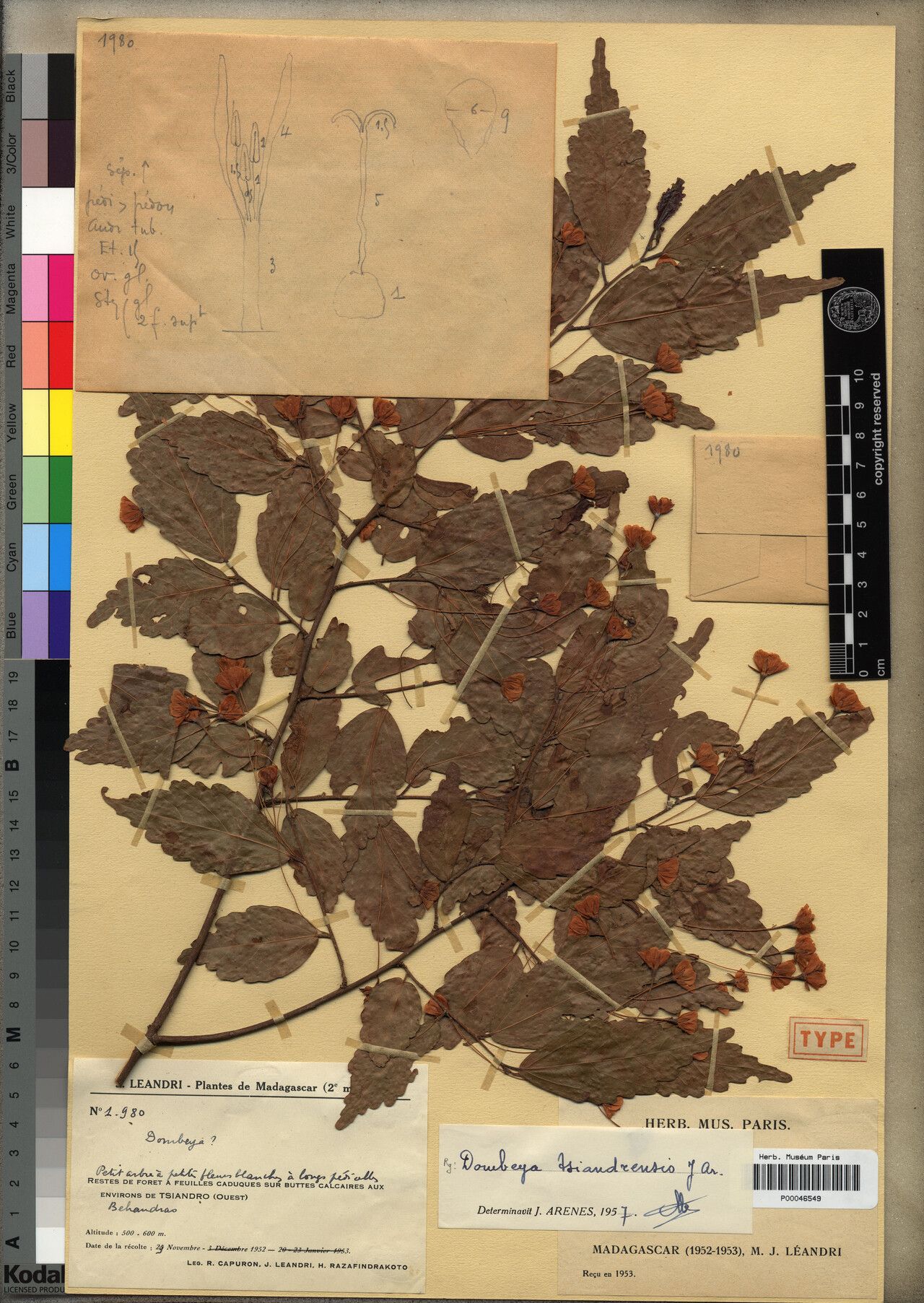 Dombeya tsiandrensis — houseplant care guide