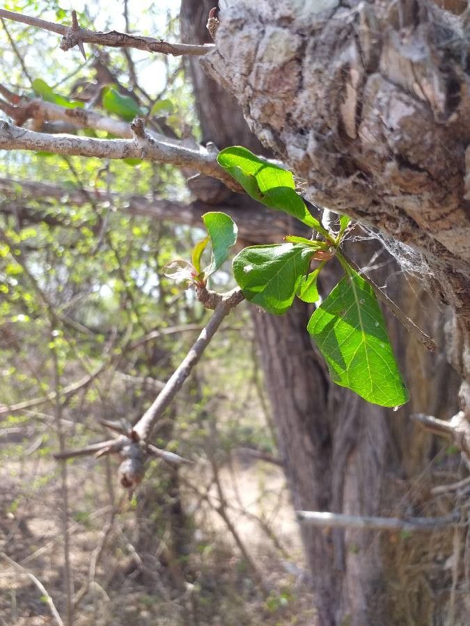 Terminalia prunioides — search result for 'Terminalia'