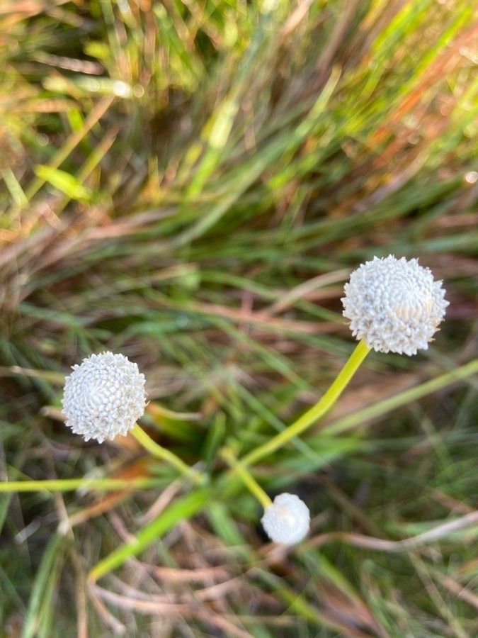 Achyrachaena mollis — houseplant care guide