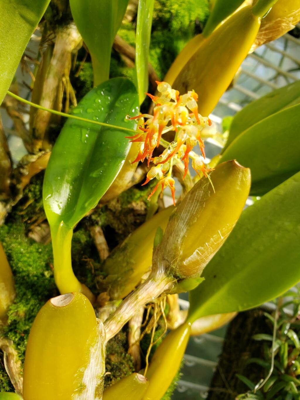 Bulbophyllum angustifolium flower