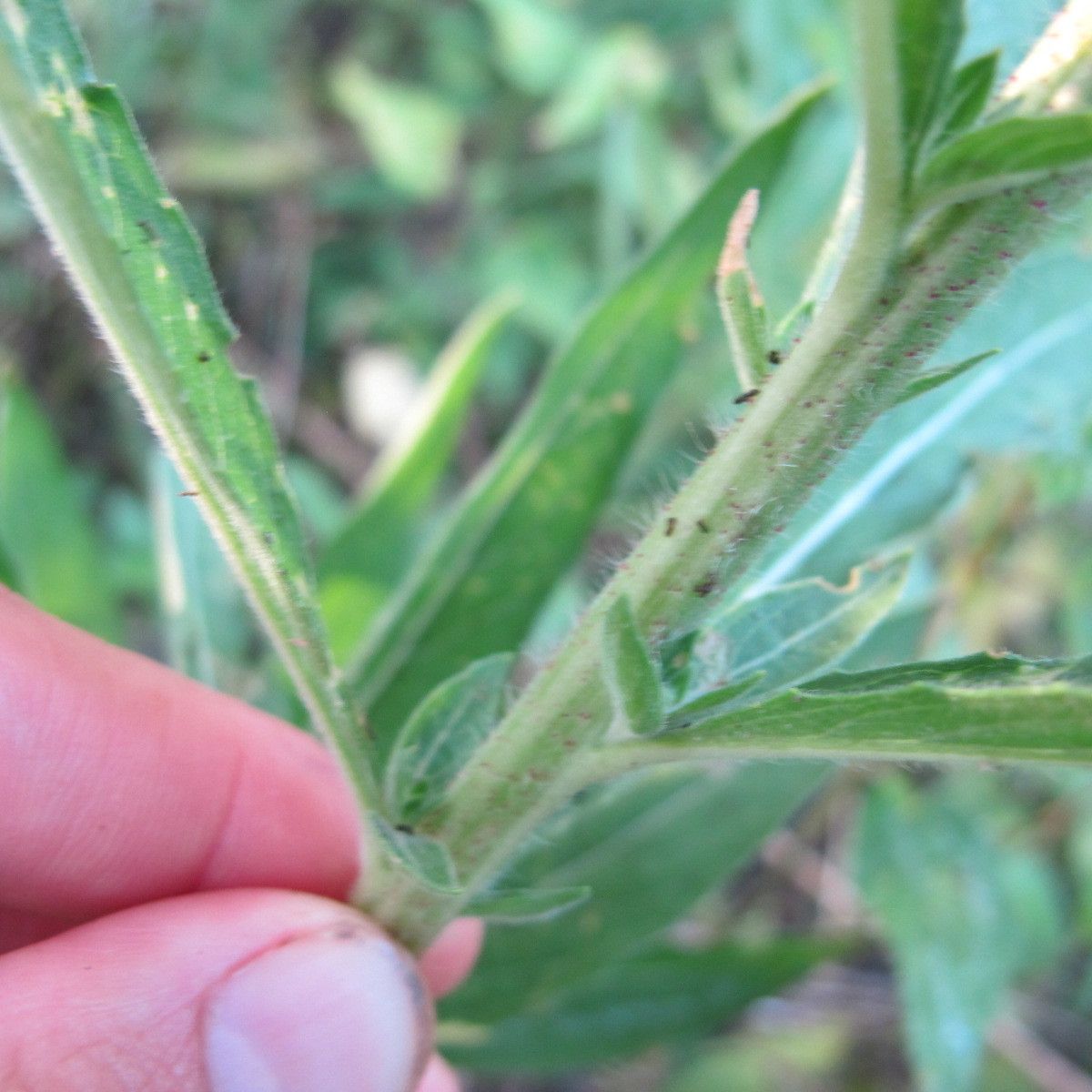 Oenothera cambrica bark