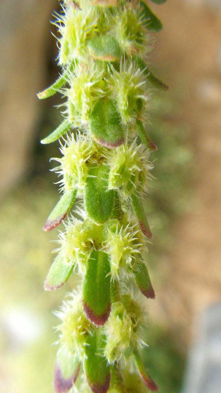 Valantia hispida fruit