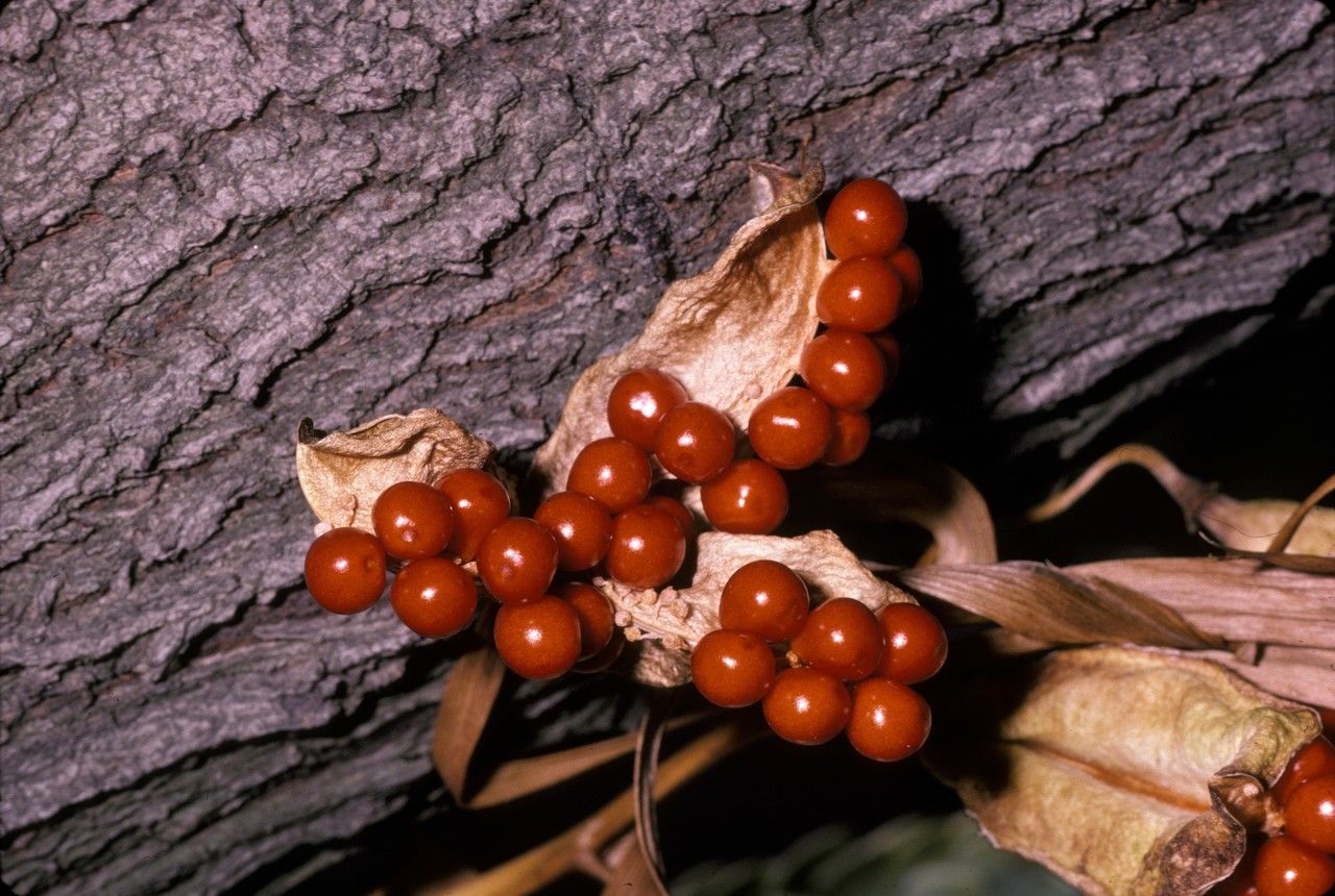 Gloriosa lindenii fruit