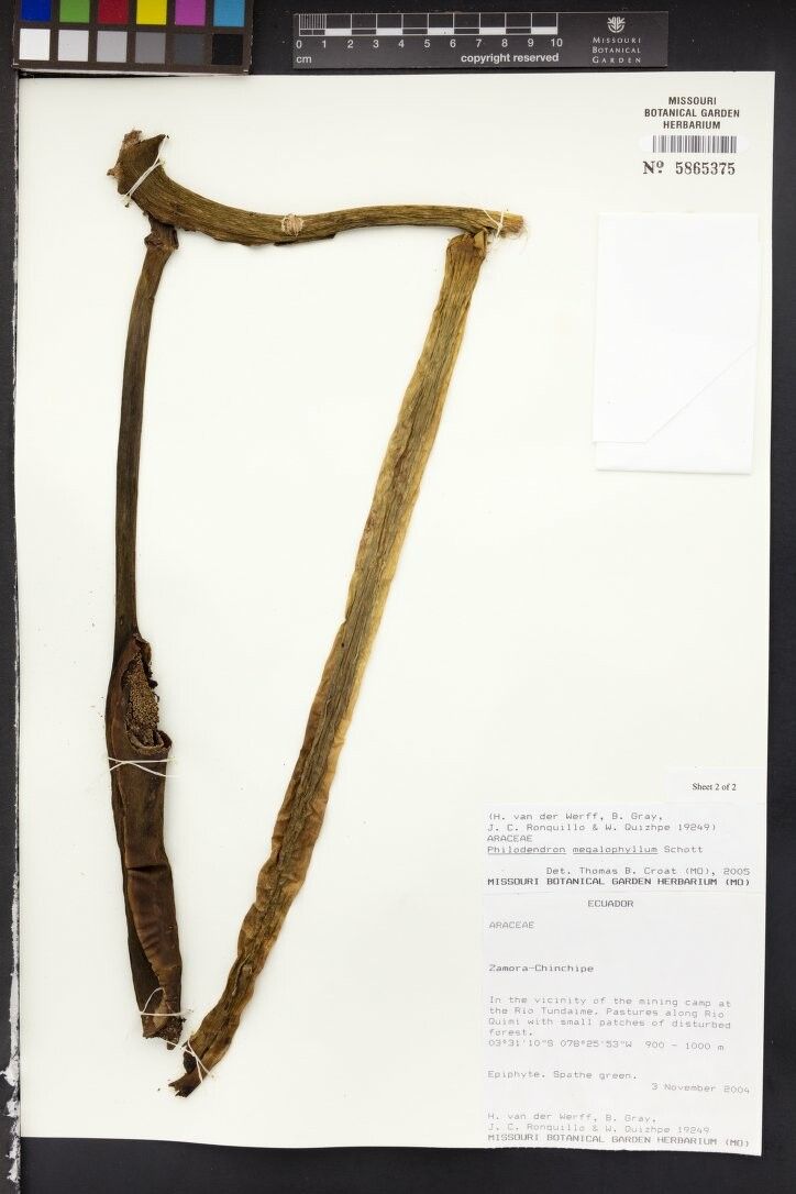 Philodendron megalophyllum other