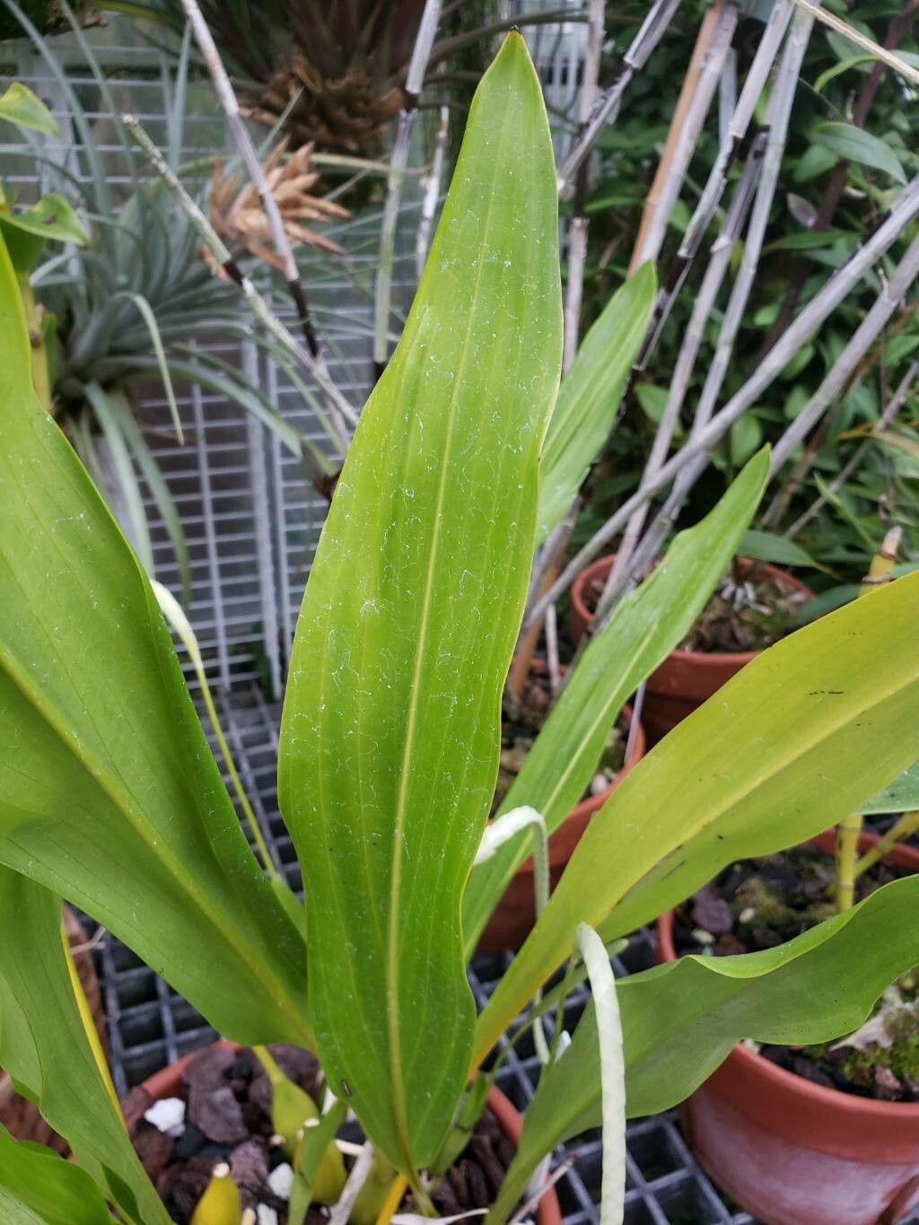 Coelogyne magna — houseplant care guide