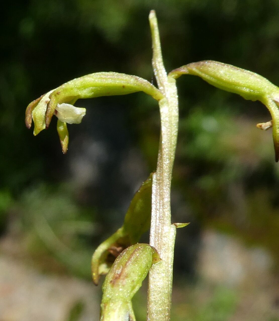 Corallorhiza trifida flower