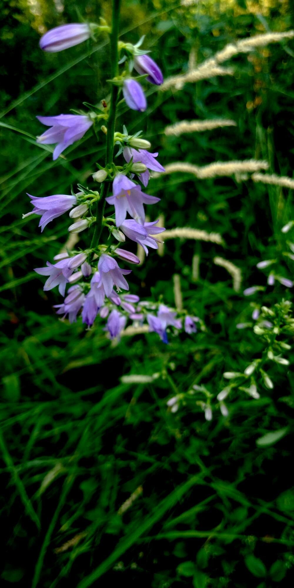 Campanula bononiensis flower