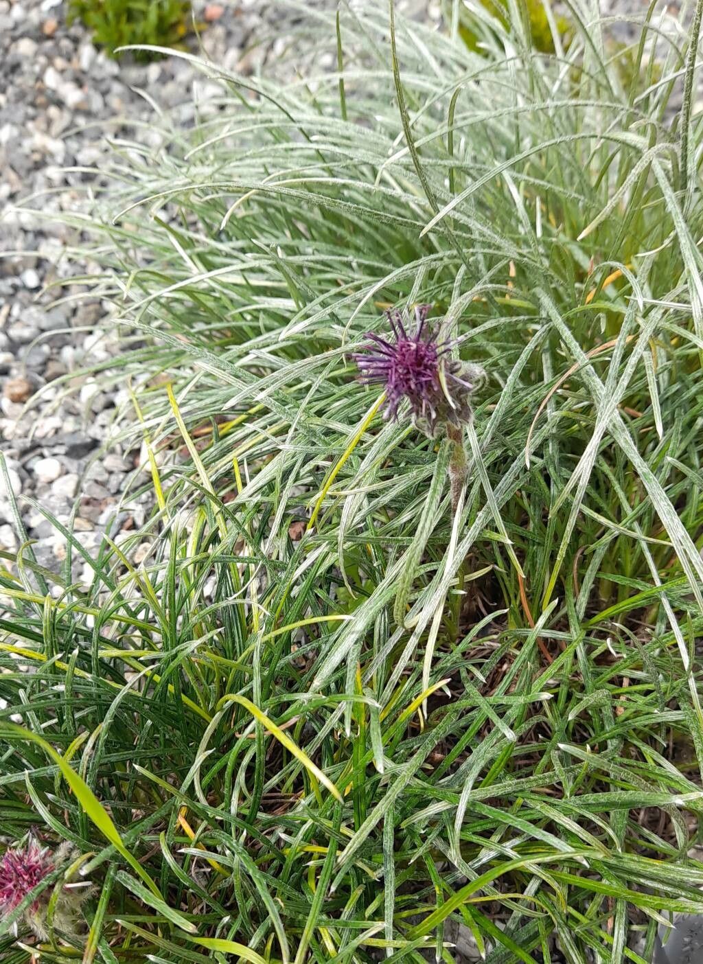 Saussurea brunneopilosa habit