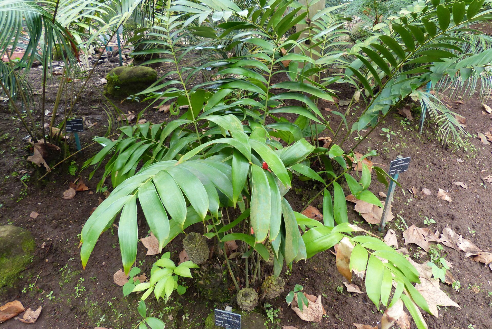 Ceratozamia huastecorum — related species from the same genus