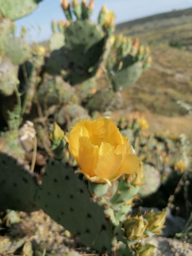 Opuntia engelmannii flower
