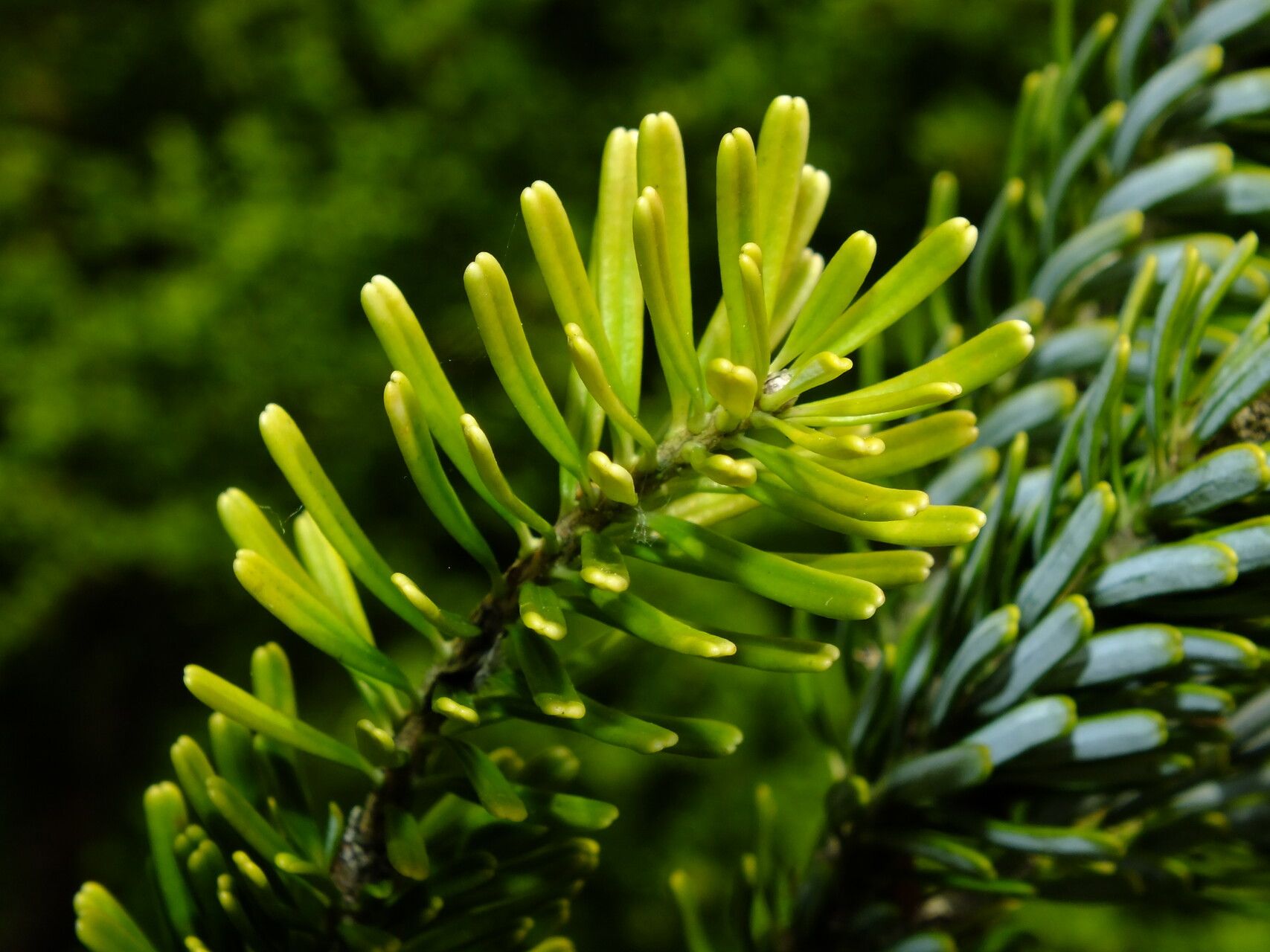 Abies × arnoldiana leaf
