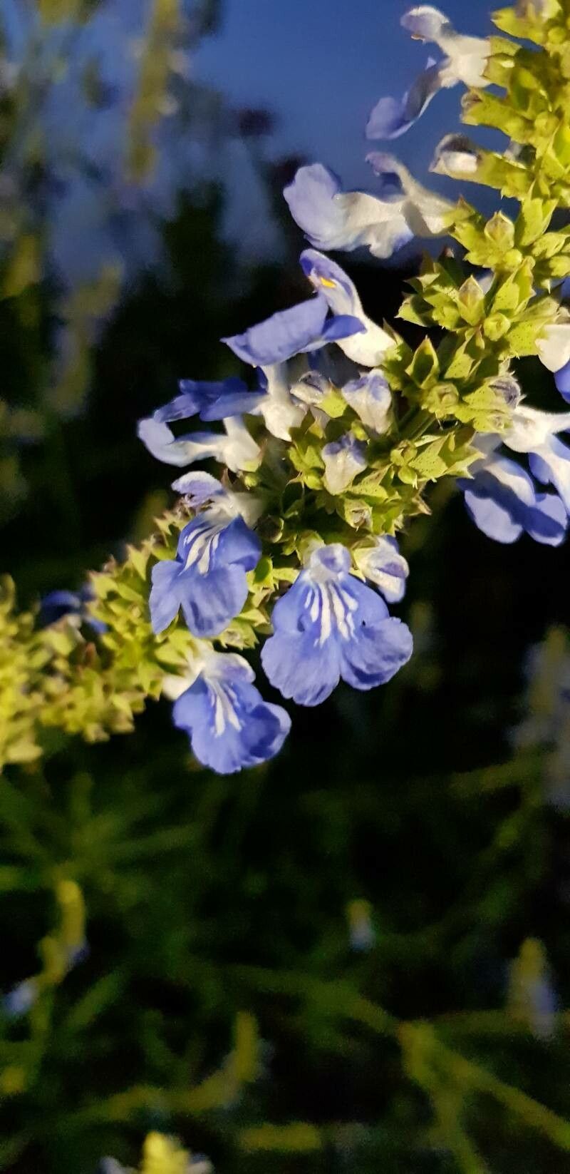 Salvia uliginosa flower
