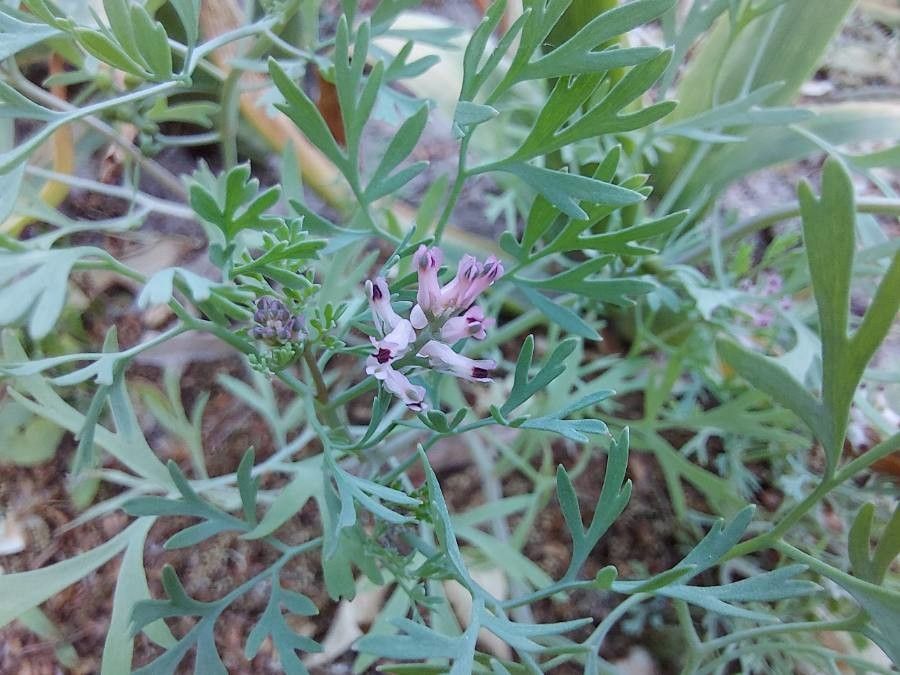 Fumaria vaillantii flower