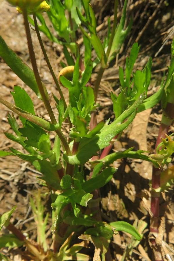 Cotula coronopifolia leaf