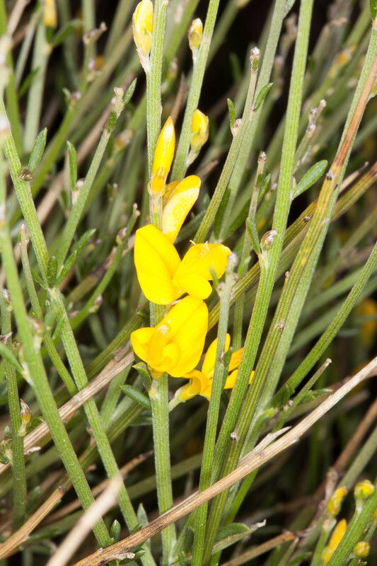 Genista ephedroides flower