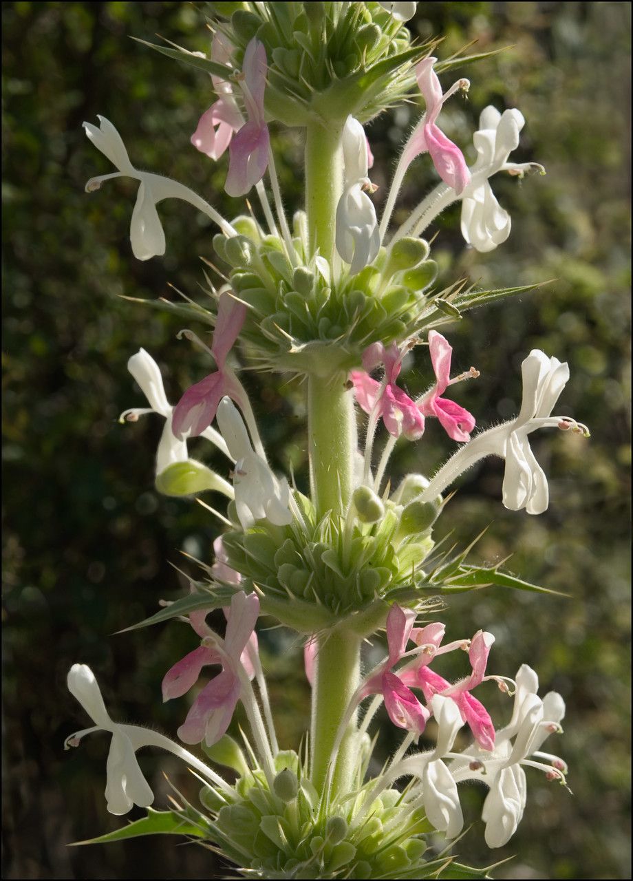 Morina persica flower