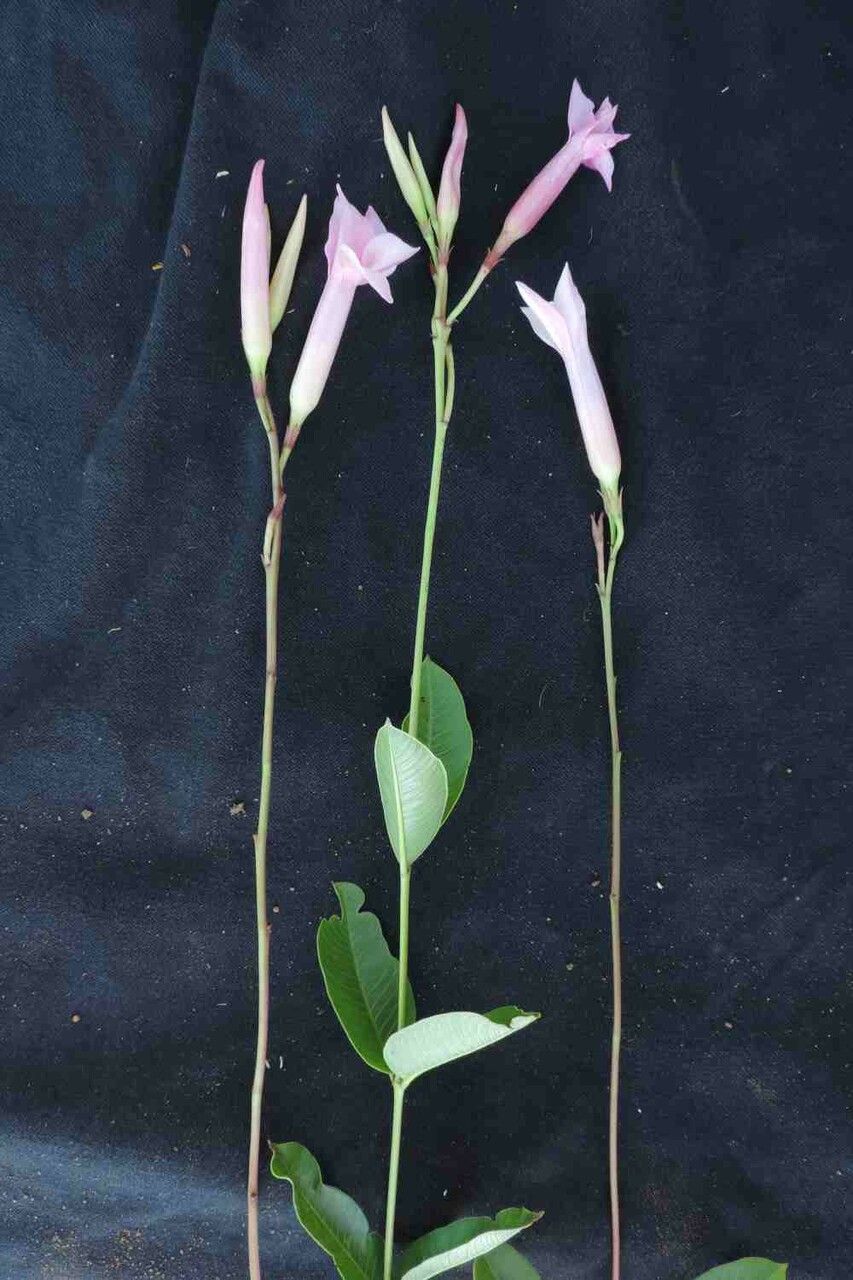 Mandevilla pohliana habit