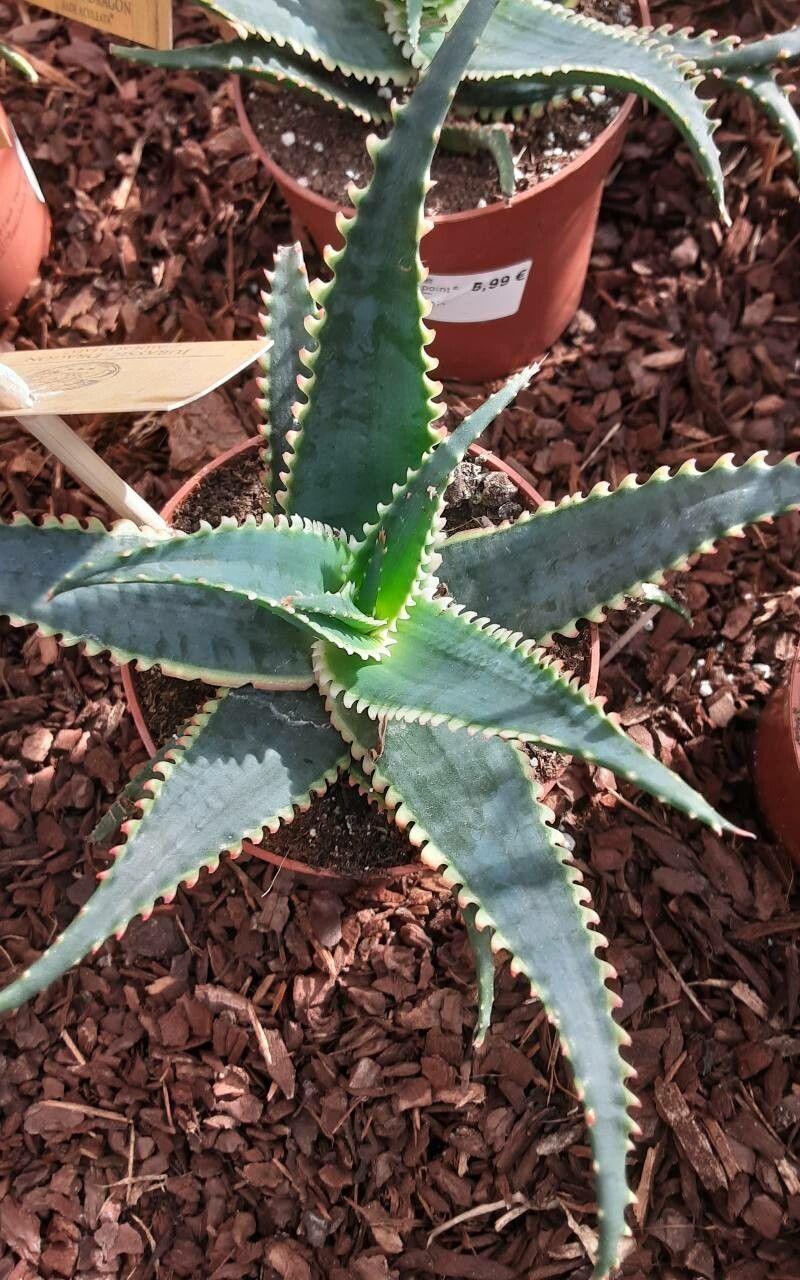 Aloe x principis — houseplant care guide