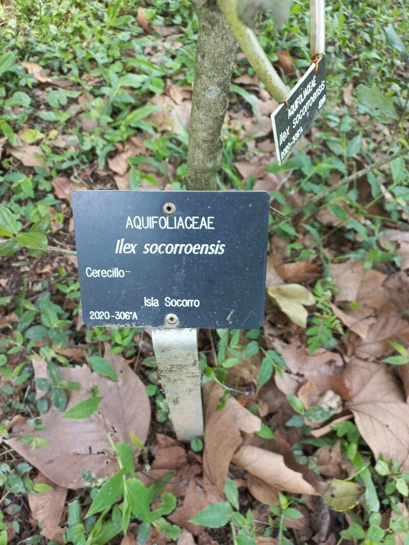 Ilex socorroensis other