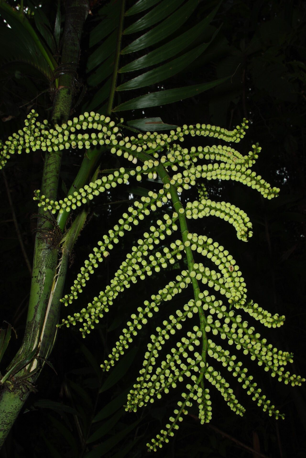Eremospatha laurentii flower