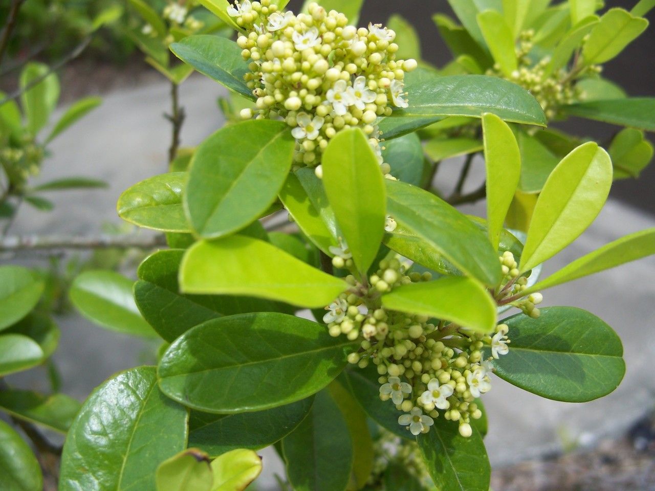 Ilex cassine flower
