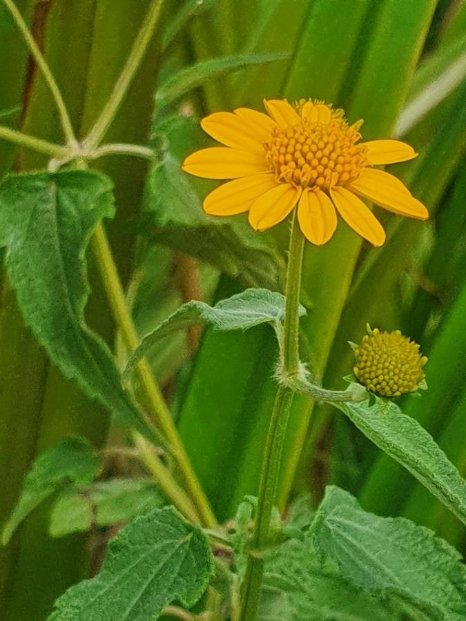 Aspilia pluriseta flower