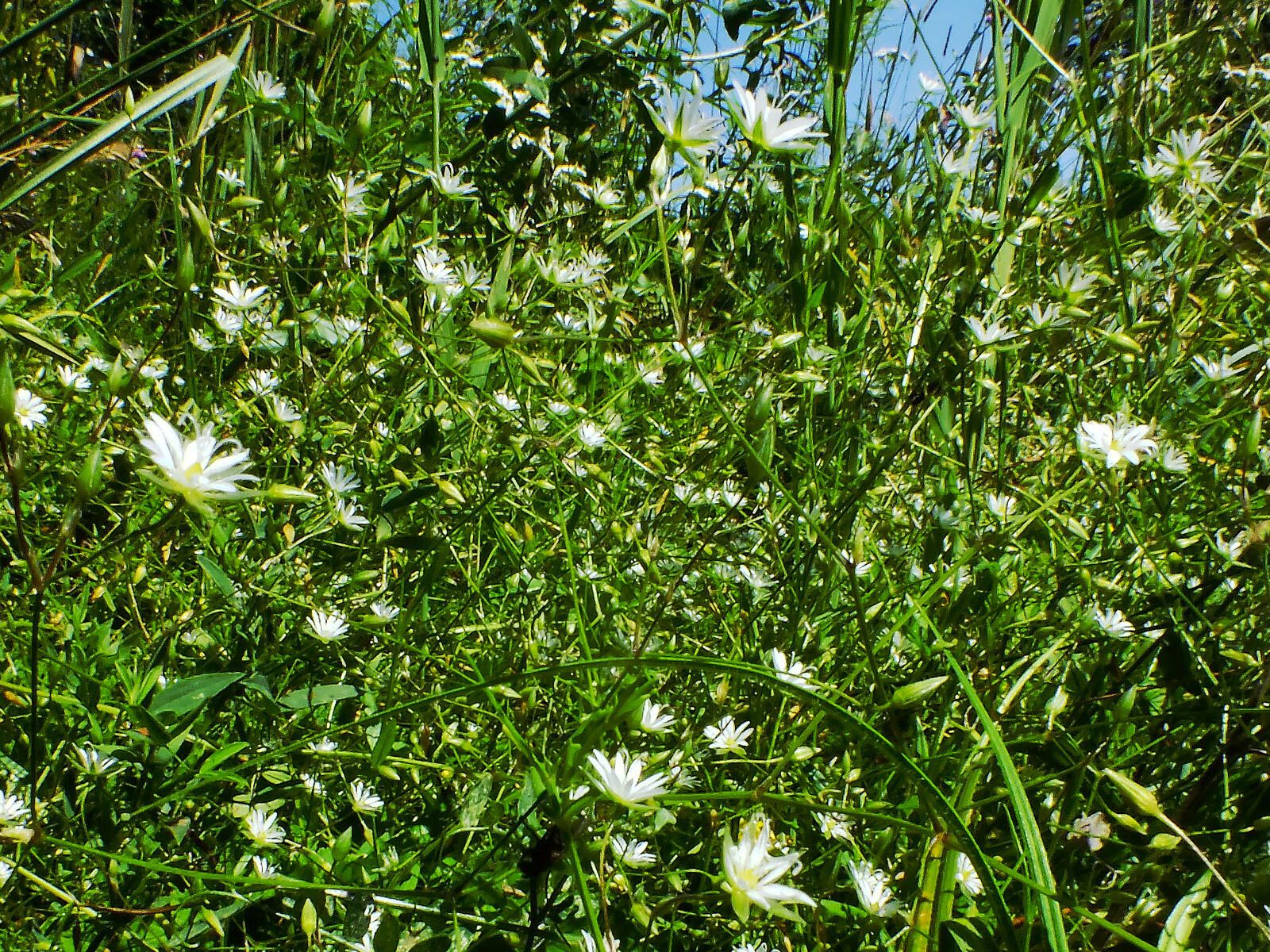 Stellaria crassifolia habit