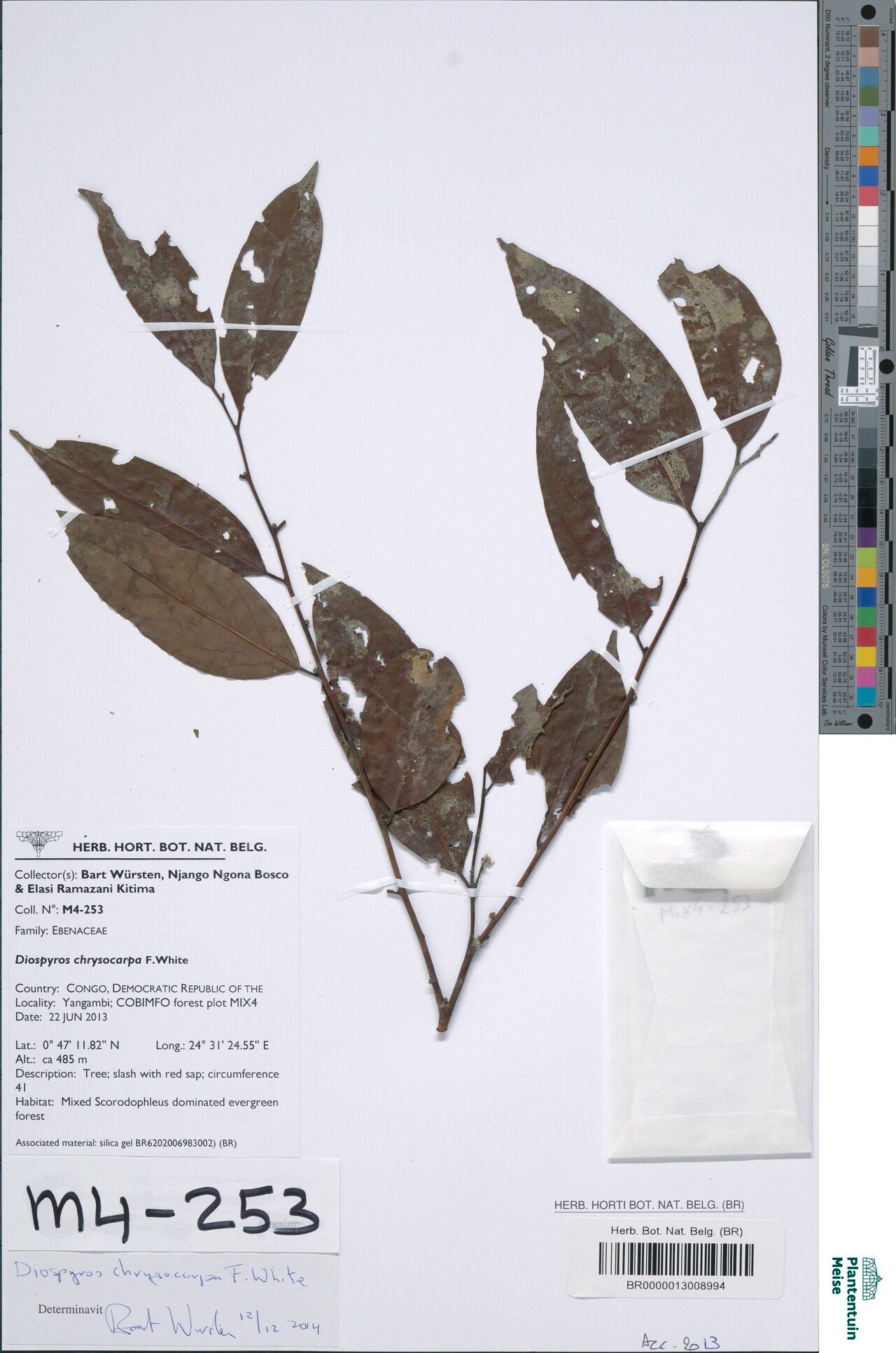 Diospyros chrysocarpa — houseplant care guide