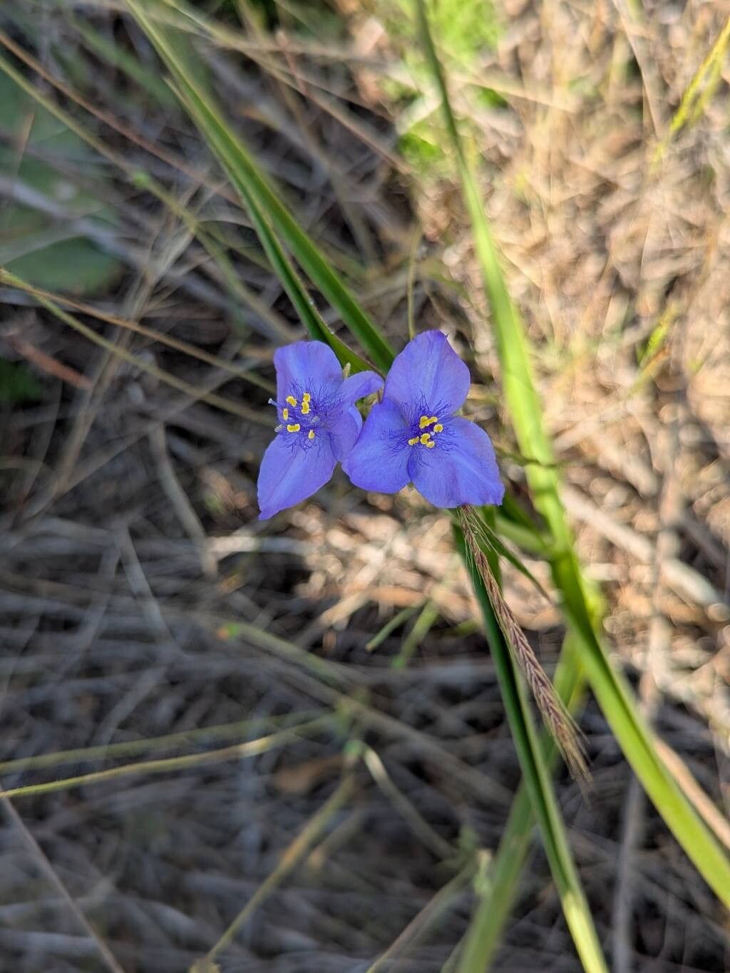 Tradescantia roseolens — search result for 'Tradescantia'