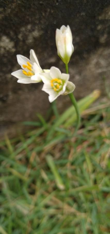 Nothoscordum bivalve flower