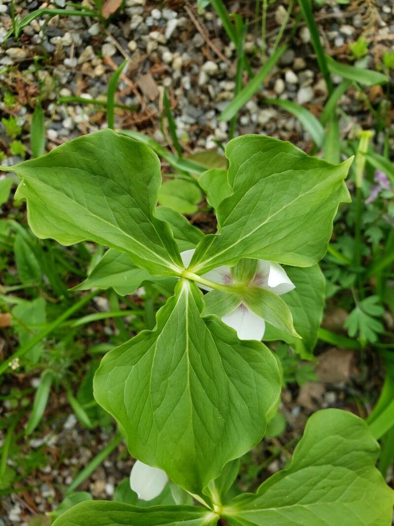 Trillium rugelii — search result for 'Trillium'