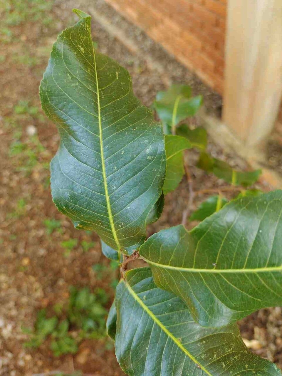 Cariniana estrellensis — related species from the same genus