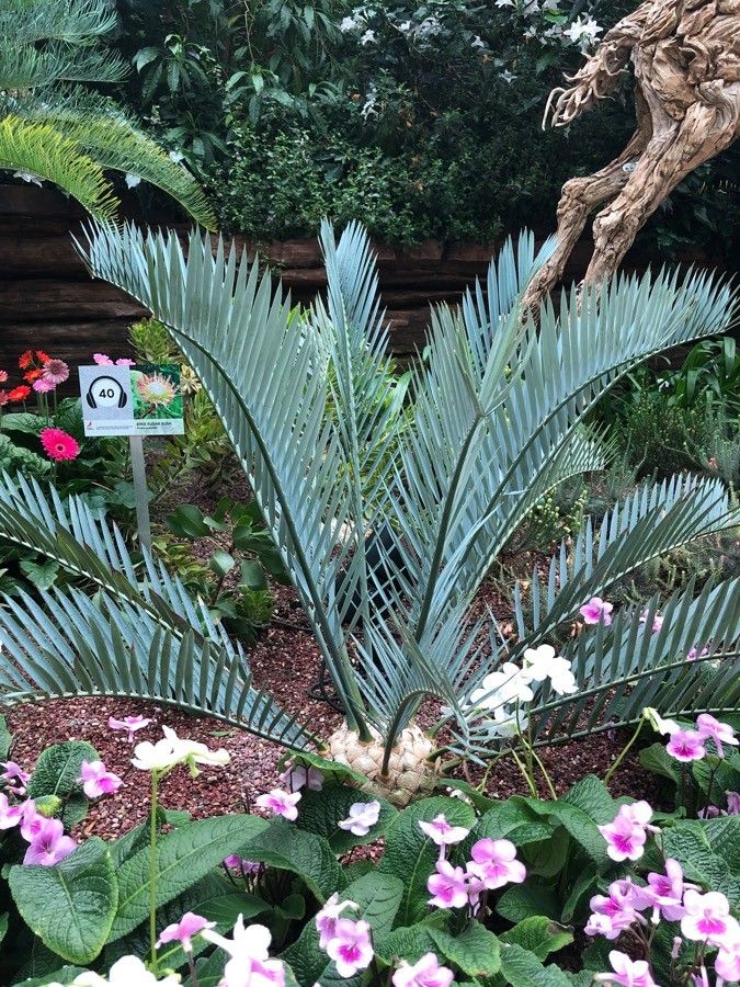 Encephalartos lehmannii — search result for 'Zamiaceae'