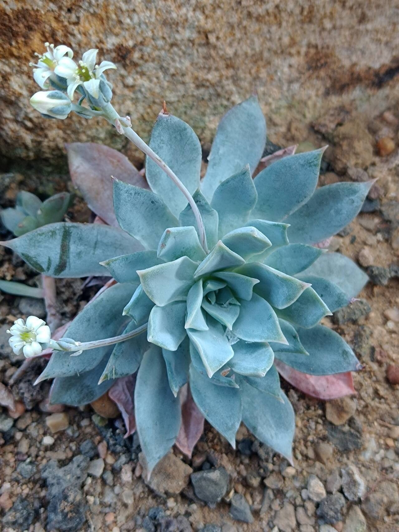 Sedum suaveolens habit