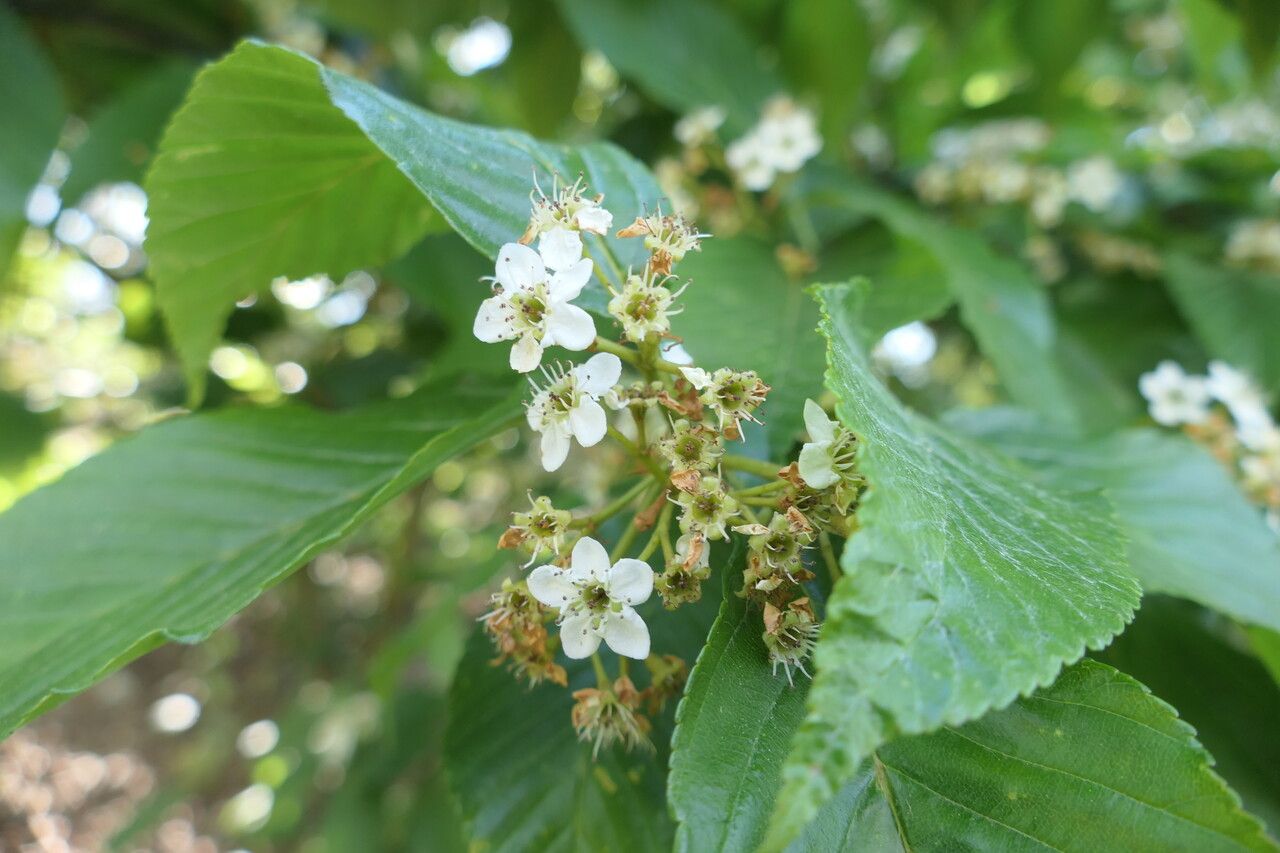Sorbus caloneura flower