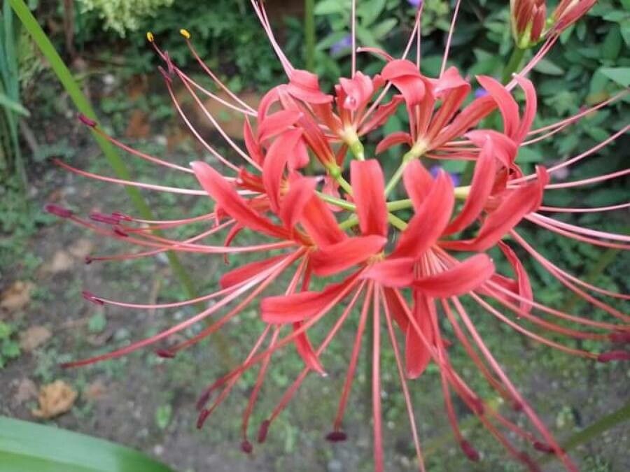 Lycoris radiata leaf