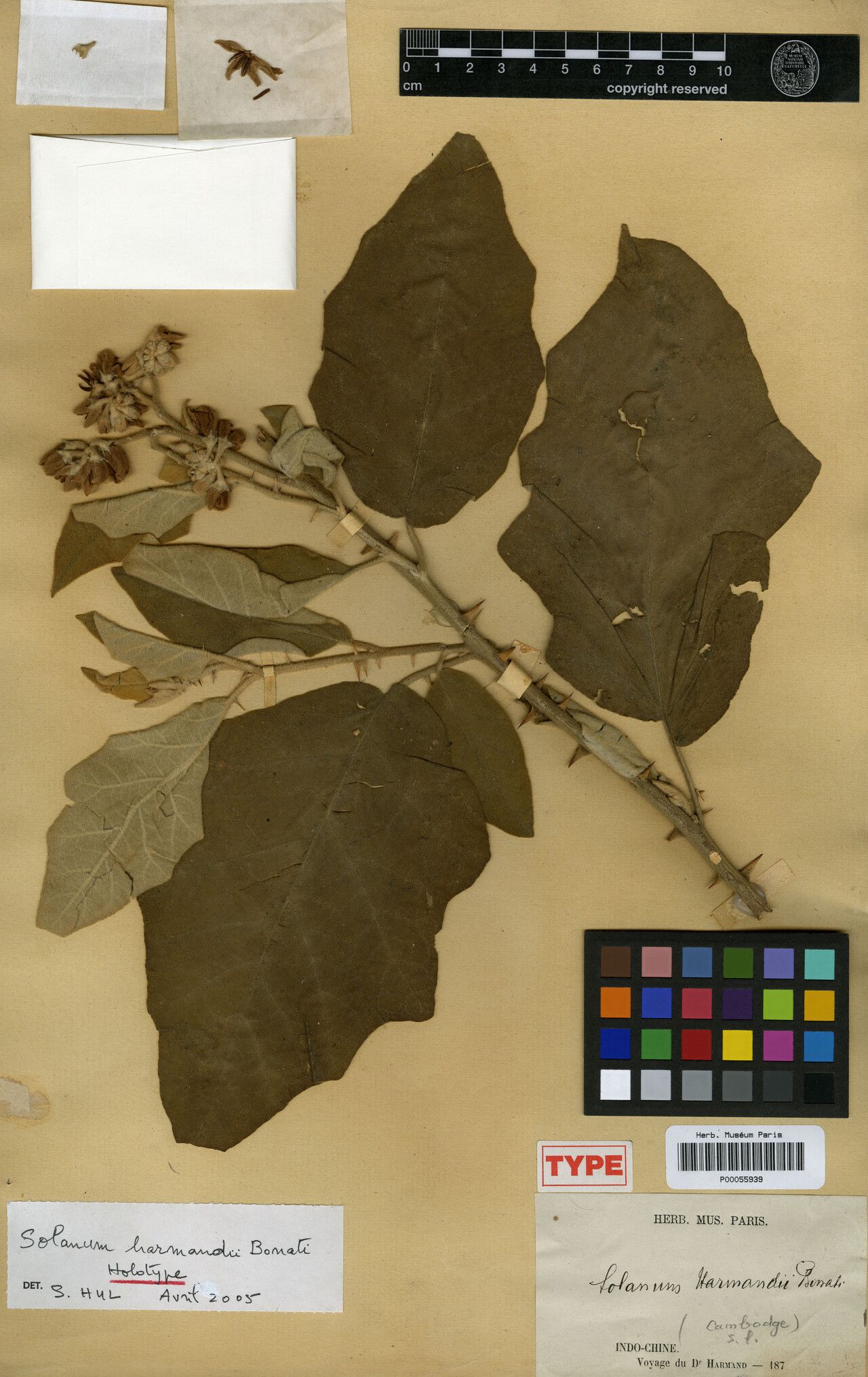 Solanum harmandii — houseplant care guide