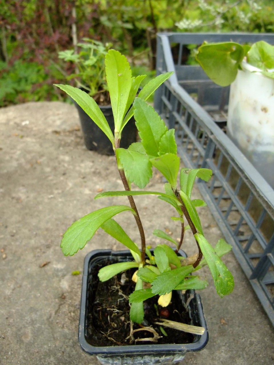 Aster miquelianus habit
