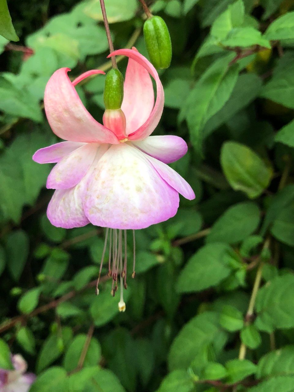 Fuchsia spp. flower