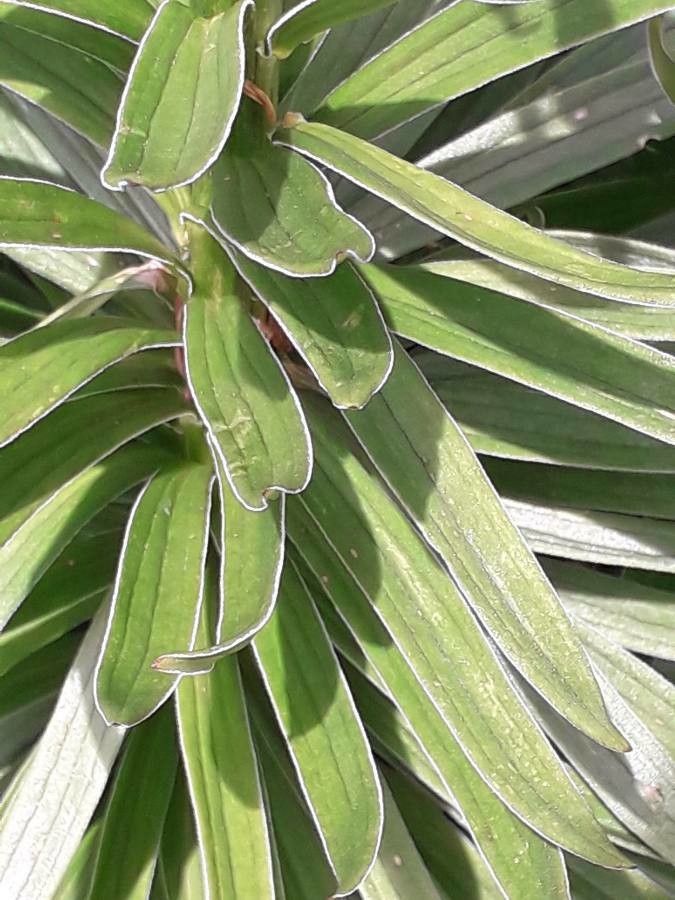 Lilium pyrenaicum leaf