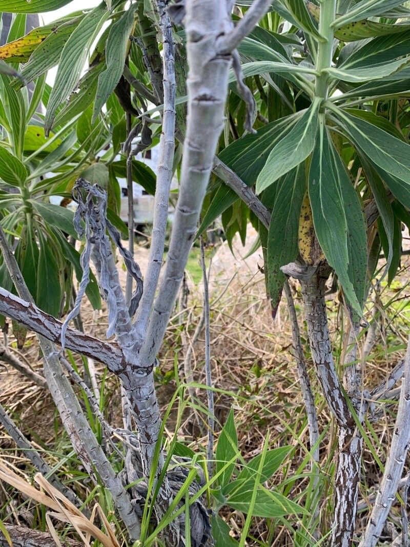 Echium acanthocarpum bark
