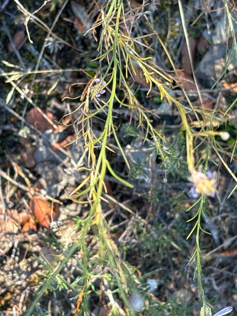 Galatella aragonensis — related species from the same genus