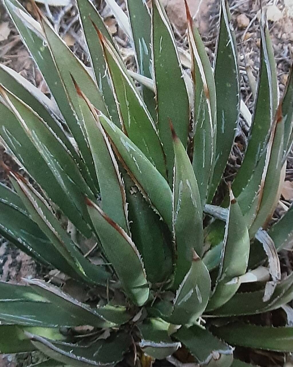 Agave × arizonica — houseplant care guide