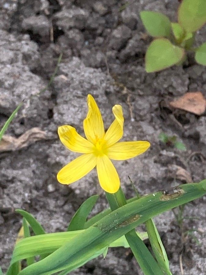 Sisyrinchium californicum flower