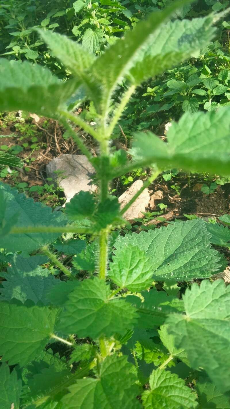 Urtica rupestris bark