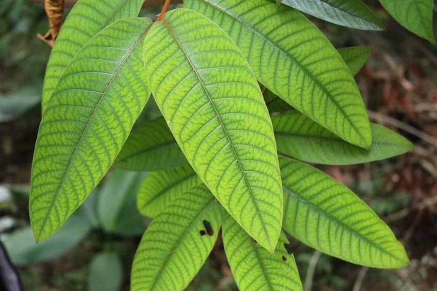 Vismia baccifera — houseplant care guide