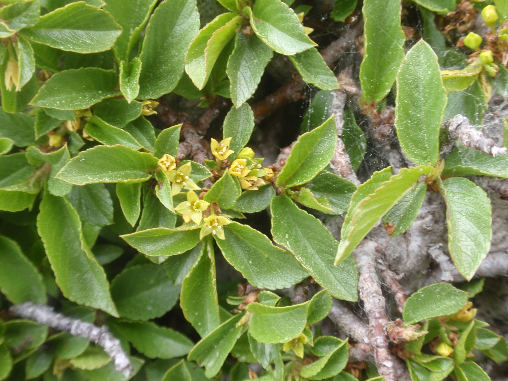Rhamnus pumila flower